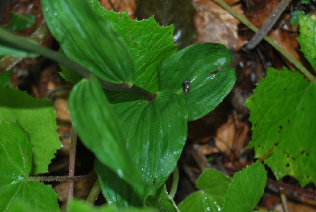 Epipactis da id